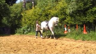 In hand dressage training