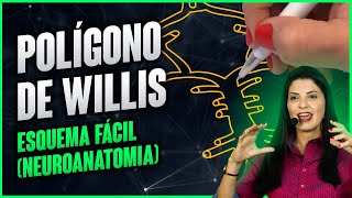 Polígono de Willis - Esquema fácil (Neuroanatomia) | Dra Walkyria Fernandes