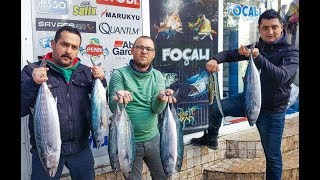 Foça'da Sardalya ile Torik Avı & Bonito Fishing & カツオ 釣り