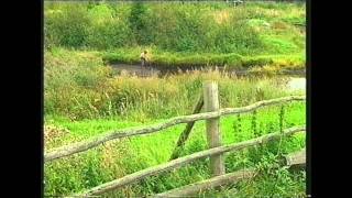 страдания балалайка и хромка