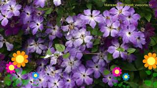 Клематис гибридный ливень. Краткий обзор, описание характеристик clematis Cloudburst