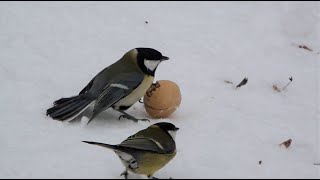 Орех и синицы / Walnut and birds
