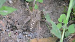 Phoneutria sp.