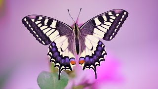 Mindfulness Meditation | 528Hz Positive Energy | Love Self Healing | Detox Your Soul