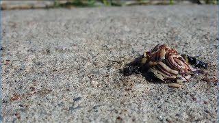 Amidst the Snail Graveyard