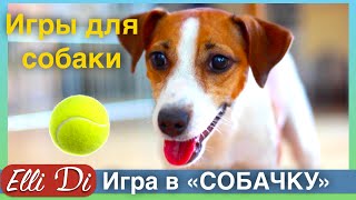 СОБАКА ИГРАЕТ В СОБАЧКУ |  ИГРЫ ДЛЯ СОБАКИ | ELLI DI
