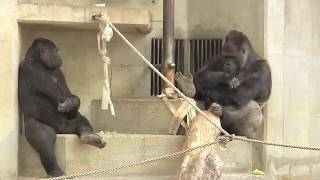 シャバーニと奥様のアイ⑥Shabani & wife Ai. fighting, reconciliation