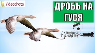 Какой дробью стрелять гуся на охоте? Videoohota