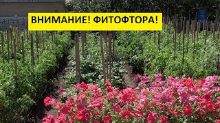 ФИТОФТОРА. ЧАСТЬ 5. ПРОФИЛАКТИКА В ОТКРЫТОМ ГРУНТЕ. 