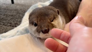 カワウソと会話してコミュニケーションを図ってみた Otter playing hide-and-seek with a blanket
