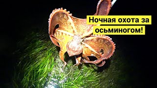 Ночная охота за осьминогом! // Night octopus hunting! (Eng Subs)