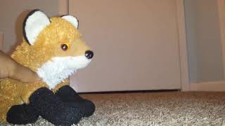 Rare fox mating season