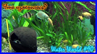 Water World #90 / Большой аквариум. Есть результат?