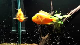 ЦИХЛАЗОМЫ С МАЛЬКАМИ | ЦИТРОНОВАЯ ИЛИ ЛИМОННАЯ ЦИХЛАЗОМА (Amphilophus Citrinellus)