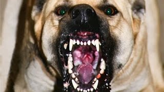 НА МЕНЯ НАПАЛА ОГРОМНАЯ СОБАКА  УКУСЫ ПО ВСЕМУ ТЕЛУ ИСПУГАЛАСЬ ДО УЖАСА