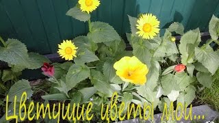 Цветут цветы мои...
