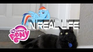 Rainbow Dash | My Little Pony In Real Life | Featuring Zelda The Cat ᴴᴰ