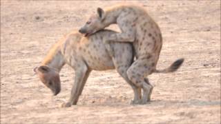 Hyaenas Mating