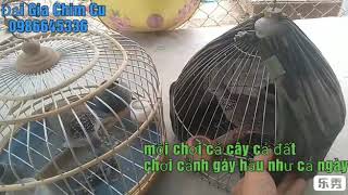 Chim cu gáy mồi chơi cả cây cả đất, khách, làm cảnh gáy hầu như cả ngày