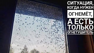 Нашествие мух на совиный дом