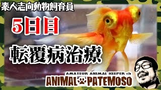 転覆病治療5日目と新生命体発生！【GOLDFISH 金魚】
