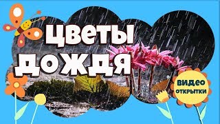 Смотреть видео Цветы дождя. Цветы после дождя. Летний дождь. Красивая музыка дождя для души.