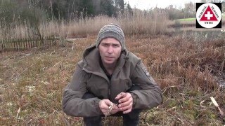 Der Rohrkolben ( breitblättriger Rohrkolben) Essbare Wildpflanzen