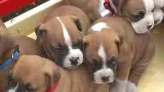 Cute Boxer puppies for sale in Pa.
