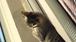 Кошка крякает на птичек / Cat quacks at birdies