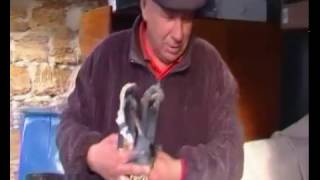 Николаевские голуби Полтаратского  Сергея. Херсонские голубеводы.
