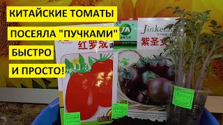 Пучковой посев томатов - самый простой и быстрый! Как посеять семена томатов пучковым способом?