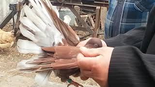 6 апреля 2018 в гостях у голубевода Александра пгт Сахновщина часть 2