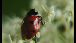 Документальный фильм для детей «Из жизни Божьей коровки и Ко»