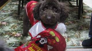 シルバーアンバーの洋服・松井秀喜Ｔシャツ Toy poodles & Hideki Matsui's T-shirt