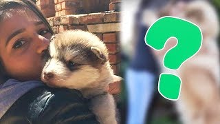6 УДИВИТЕЛЬНЫХ ИСТОРИЙ, когда из маленьких животных ВЫРАСТАЛИ НЕВЕРОЯТНЫЕ СУЩЕСТВА
