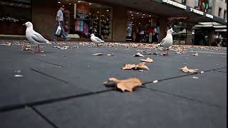 Sea Gulls on a footpath - Download Stock Footage