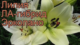 Лилия ла-гибрид Эрколано ? ла-гибрид лилия Эрколано обзор: как сажать, луковицы лилии Эрколано