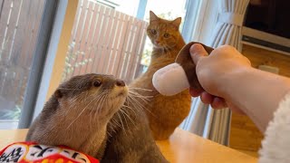 鍋を食べたり遊んだり放り投げたりするカワウソと猫 Otter and cat eating, playing and throwing pots