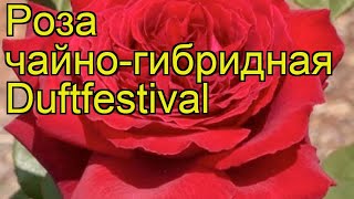 Роза чайно-гибридная Дуфтфестиваль. Краткий обзор, описание характеристик Duftfestival