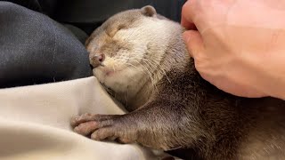寝床にする人間はどうやら誰でもいいっぽいカワウソ Anybody can be a bed for an otter.