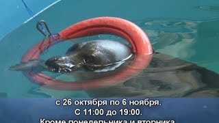 Водное шоу байкальских нерп