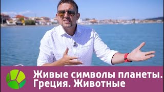 Живые символы планеты. Греция. Животные | Живая Планета