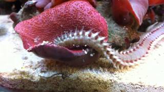 Giant bristle worm looking for food