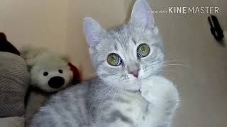 Антицарапки для котов || Anti-scratch for cat's