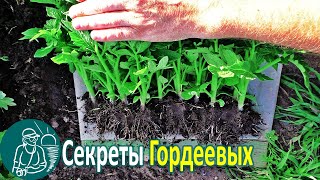 Вся правда о рассаде Опыт и выращивание рассады по технологии Гордеевых