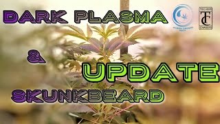 Ocean Grown Seeds Dark Plasma & SkunkBeard Update