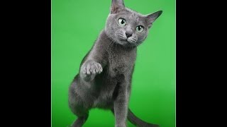 Korat Cat / Корат