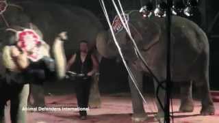 Out of Control - Abused Elephants Fighting in US Circus