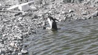 Pinguino Papúa se da un buen chapuzón