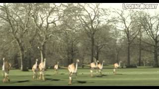 Gallimimus Flock 3D animation - Lightwave Composition